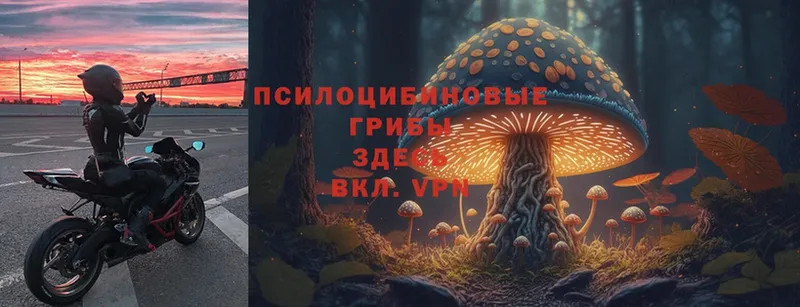 Псилоцибиновые грибы Cubensis  Мыски 